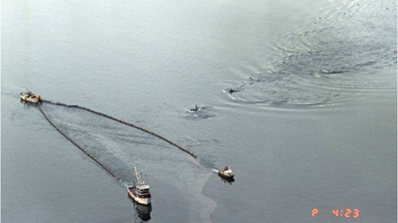 Killer whales swimming in Prince William Sound alongside boats skimming oil from the Exxon Valdez oil spill. Scientists report that orca populations there have not recovered and oil is still being found. | credit: (State of Alaska, Dan Lawn) | rollover image for more