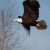 Dead eagles found in Neb. used by Native Americans