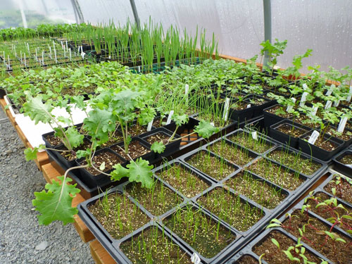 Seventy-five flats of broccoli, kale, and chard seedling were transplanted during the Greenhouse Gardening class hosted by the Tulalip Tribes and the Washington State University Snohomish County Master Gardeners Foundation on March 16, 2014 at the Hibulb Cultural Center. Photo/ Richelle Taylor