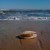 Mass scallop die off a ‘red flag’ for the world’s oceans, and climate change is to blame