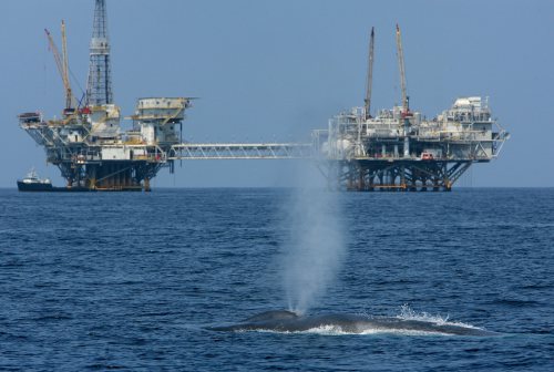 A blue whale near rigs off Southern California. Experts disagree on the effects of seismic surveys on sea mammals. Photo: David McNew/Getty Images
