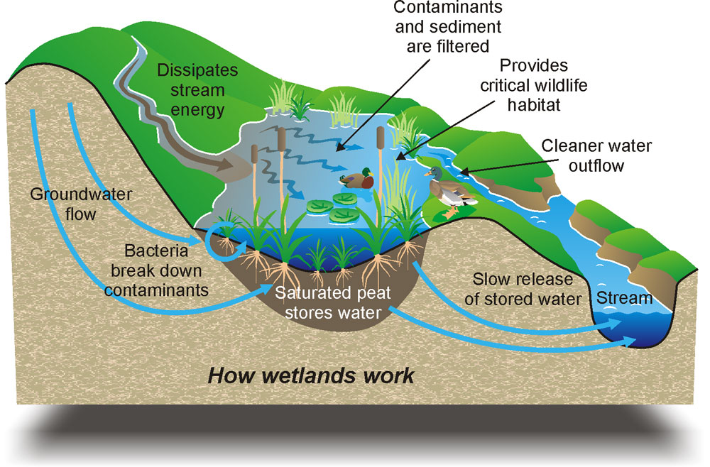 wetlands_e1