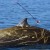 Northwest Researchers Document Whales Which Set New Breath-Hold Record