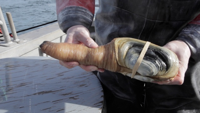 A geoduck clam from Puget Sound. China's ban on importing such shellfish remains in place, but recent U.S.-China talks have led to plans for a new testing protocol to ensure food safety. | credit: Katie Campbell | rollover image for more