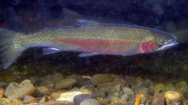 A steelhead trout in an Oregon stream. | credit: Oregon Department of Fish and Wildlife | rollover image for more