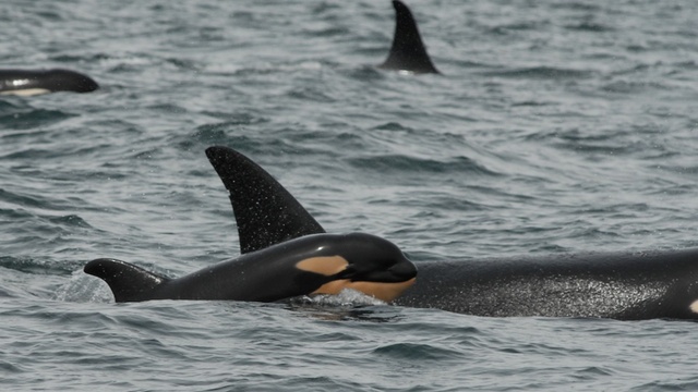 NOAA Fisheries said Thursday it would consider a petition by the Center for Biological Diversity seeking to expand the critical habitat for southern resident killer whales. | credit: Dave Ellifrit/Center for Whale Research