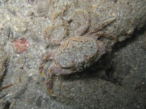 A juvenile dungeness crab found within the newly formed beaches near the mouth of the Elwha River. Steve Rubin/USGS