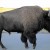 Native American tribe may seek to hunt bison inside Yellowstone