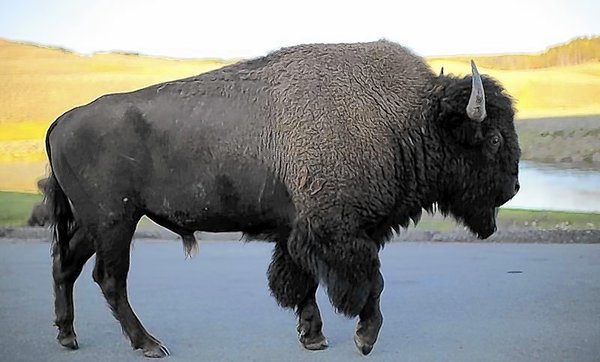 A bison walks in Yellowstone National Park. (Photo: Lucy Nicholson, Reuters / August 15, 2011)