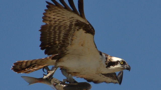 An osprey soars with a fish in its talons. Research by the U.S. Geological Survey says osprey are among the species harmed by contaminants in the lower Columbia River. | credit: Matt Shiffler Photography/Flickr 