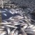 Thousands of dead fish wash ashore in California