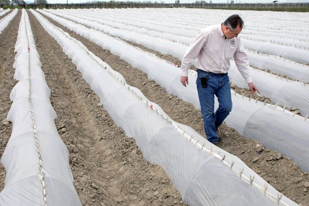 Alan Schreiber walks through rows of organic cantaloupe on his farm in Franklin County, Washington. Schreiber has applied to grow marijuana in Washington but is concerned about federal water resources. BOB BRAWDY — TRI-CITY HERALD