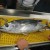 Researchers Detect Fukushima Radiation in Albacore Tuna Caught off Oregon Coast