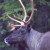 Mountain caribou status revised to threatened