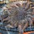 Sea Star Wasting Syndrome Perplexes Scientists