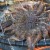 Sea Star Disease Strikes Washington Marine Centers