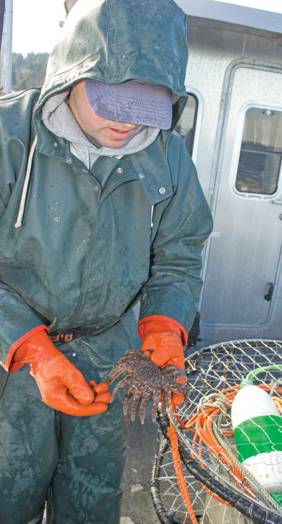 George Stearns, shellfish biologist for the Puyallup Tribe, inspects a sick sea star caught during the tribe’s crab monitoring study. 
