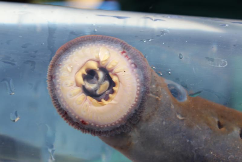 A Pacific Lamprey affixed to an aquarium, before being released at Ahtanum Creek last May 24.Tim Hill Washington Department of Ecology