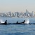 Key To Saving Endangered Orcas: Chinook Salmon, Says Local Expert