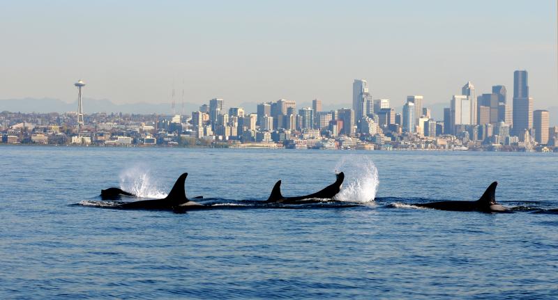 FILE -- In this file photo provided by the National Oceanic and Atmospheric Administration (NOAA) and shot Oct. 29, 2013, orca whales from the J and K pods swim past a small research boat on Puget Sound in view of downtown Seattle.AP Photo/NOAA Fisheries Service, Candice Emmons