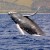 NOAA to consider taking humpback whales off endangered list