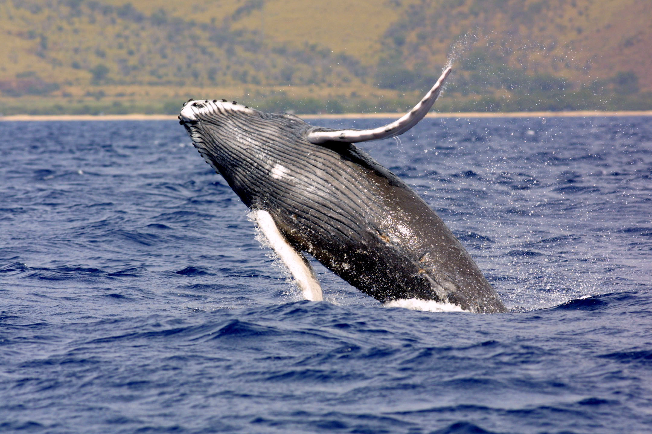 Humpback_whale_noaa