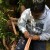 Tulalip Lushootseed teachers harvest cedar for funerals use