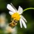 Scientists Release Landmark Worldwide Assessment Detailing Effects Of Bee-Killing Pesticides