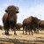 Senators want bison declared national mammal