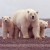 Group Creates Polar Bear Conservation Plan