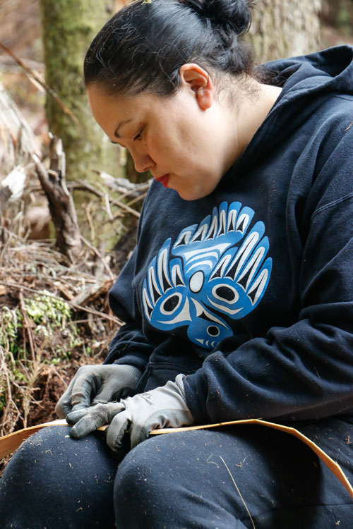 Tulalip tribal member Chelsea Craig separates the inner bark from the outer bark on a strip of red cedar she harvested during an annual cedar harvesting event organized by Tulalip Forestry on June 27-28.Photo/ Brandi N. Montreuil, Tulalip News