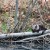 Lower Elwha Klallam Tribe Finishes River Otter, American Dipper Study in Elwha River Watershed