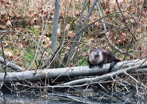A river otter rests on a log in the Elwha River. Click the photo for more pictures from the three-year study. Photo: Lower Elwha Klallam Tribe
