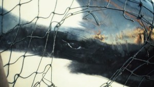 A young orca captured in Penn Cove in 1970, which is believed to be Lolita, an orca that whale activists have been fighting to have set free in Puget Sound after 44 years in captivity at the Seaquarium in Miami. | credit: Dr. Terrell Newby