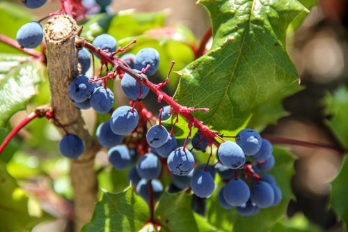 Indigenious to the Pacific Northwest, Oregon-Grape resembles the Holly with its green leaves and produces deep bluish purple berries that have a tart taste when consumed, and are part of the traditional diet of tribes located in the Pacific Northwest. Photo/ Brandi N. Montreuil
