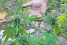 Legal recreational marijuana goes on sale for the first time in Washington on Wednesday.Brandan Schulze / USDA