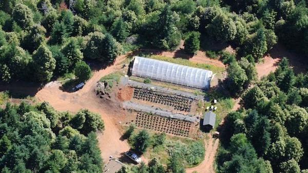 Yurok TribeOne of the many illegal marijuana farms that federal agents uprooted in a raid on July 21.
