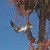 Fatal Attraction: Ospreys In A Bind With Baling Twine, Fishing Line