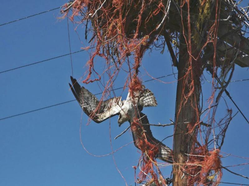 This is how ospreys' unhealthy affinity for baling twine can kill. Idaho Fish and Game biologist Beth Waterbury rescued this osprey in the nick of time.Beth Waterbury Idaho Fish and Game
