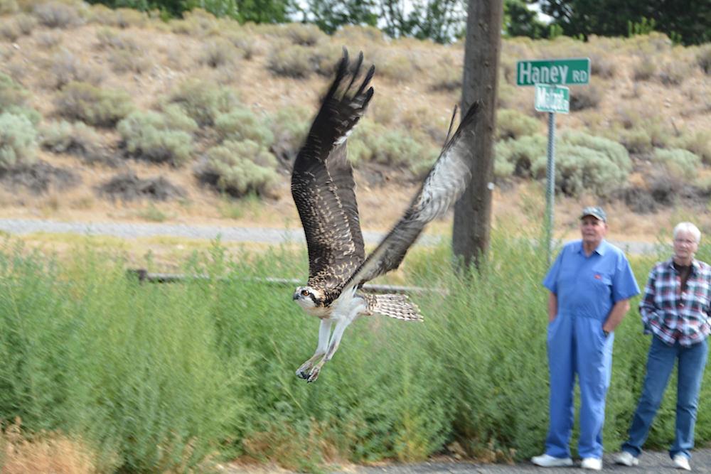 Rehabbed osprey flies away after its release Wednesday in Finley, Washington.Andrea Berglin