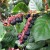 Salal harvest permits for Olympic National Forest on sale on four dates starting next month