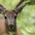 Washington Wildfires Displace Deer