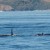 Orca calf born to Puget Sound resident L pod