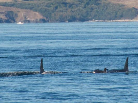 (Photo: Capt. James Maya / Maya’s Westside Whale Charters)