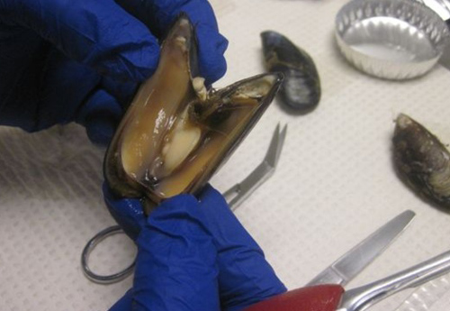 A mussel is opened for analysis at the WDFW lab. Volunteers and WDFW used mussels to test for contaminants at more than 100 sites up and down Puget Sound. | credit: WDFW