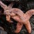 Dying Starfish Could Get Help From Congress