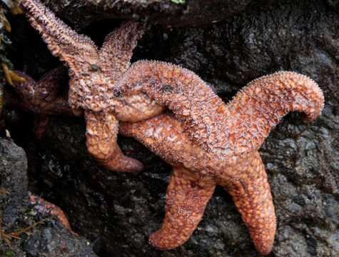 West coast sea stars are dying by the millions from a mysterious disease. | credit: Katie Campbell 