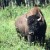 Native tribes from Canada, U.S. sign treaty to restore bison to Great Plains