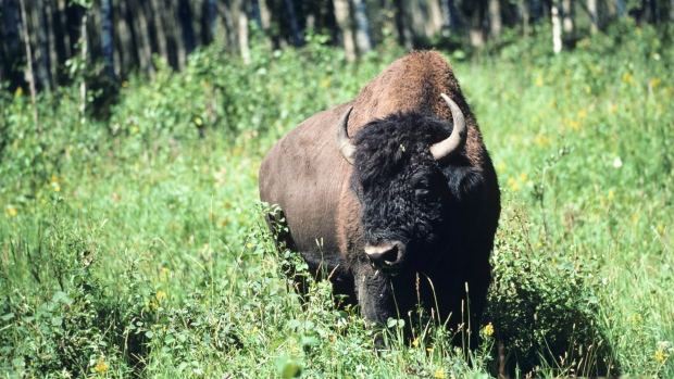 Native-tribes-from-Canada-U.S.-sign-treaty-to-restore-bison-to-Great-Plains