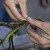 Suquamish Tribe, agencies restore eelgrass beds on Bainbridge Island